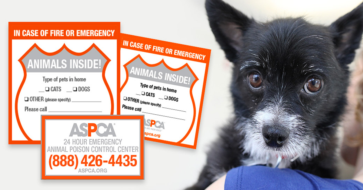 Free Pet Safety Pack from the ASPCA The Freebie Guy®