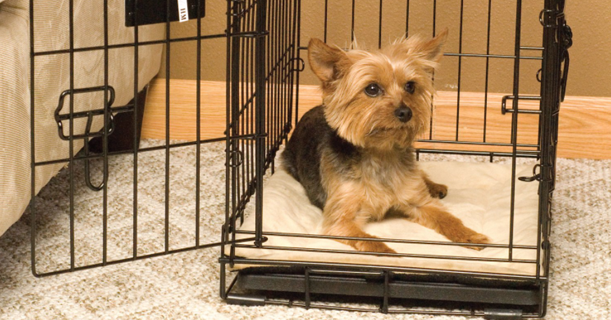 chewy crate pad