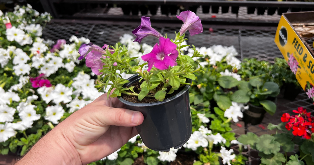 Lowe's Springfest Sale New Ad Release Save on Annuals, Hanging Plants, & More The Freebie Guy®