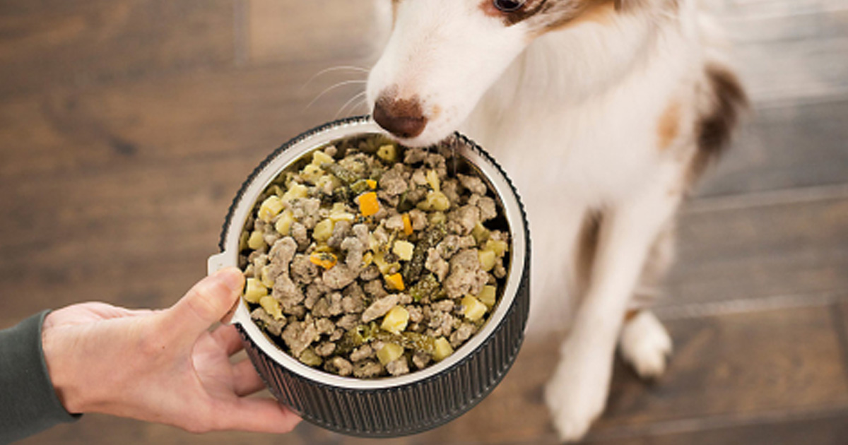 Possible Free Nom Nom Fresh Frozen Dog Food with Social Nature The