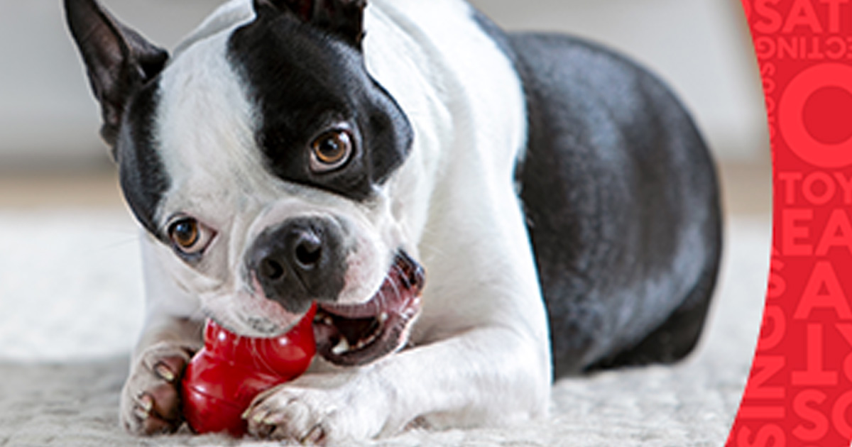 Free Points with the PetSmart Treats Reward Program The Freebie Guy® ️️️