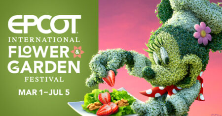 cherry blossom festival