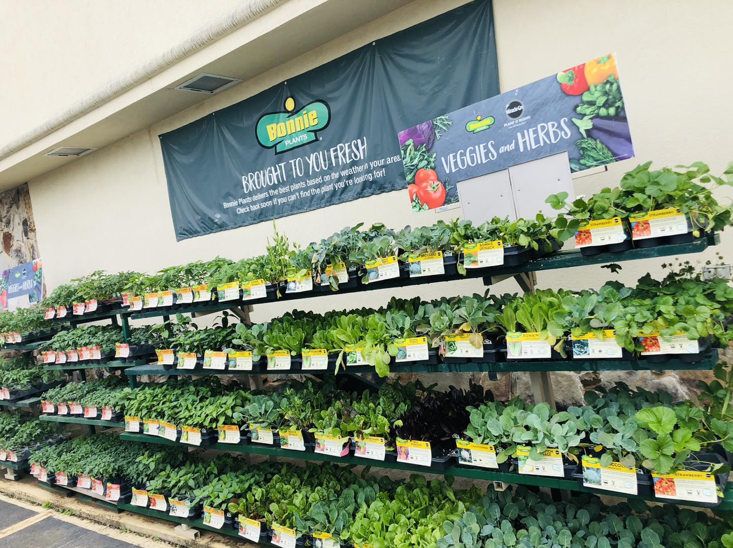 Bonnie Veggie s & Herbs