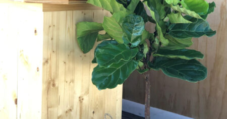Fig Leaf Plant