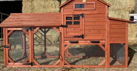 Gayo Azul Chicken Coop Contest