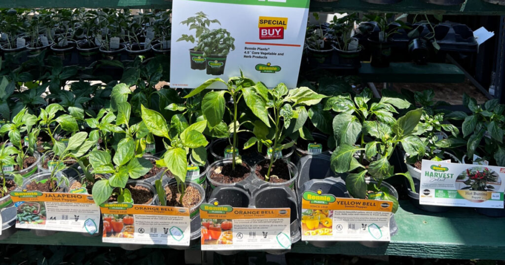 Home Depot Vegetable Plants