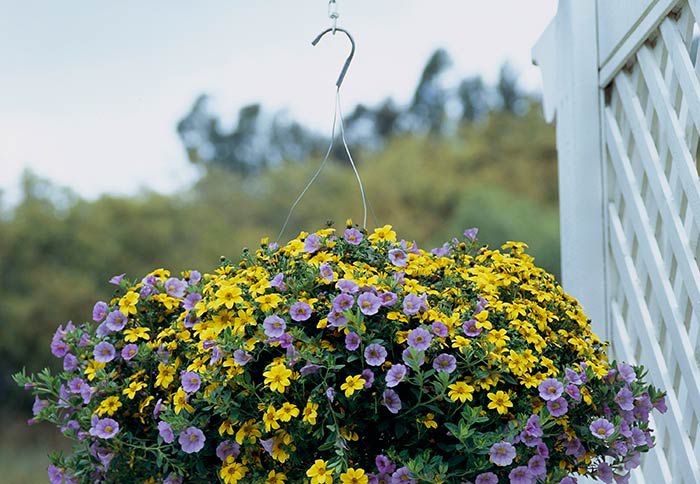 Lowe's Hanging Baskets