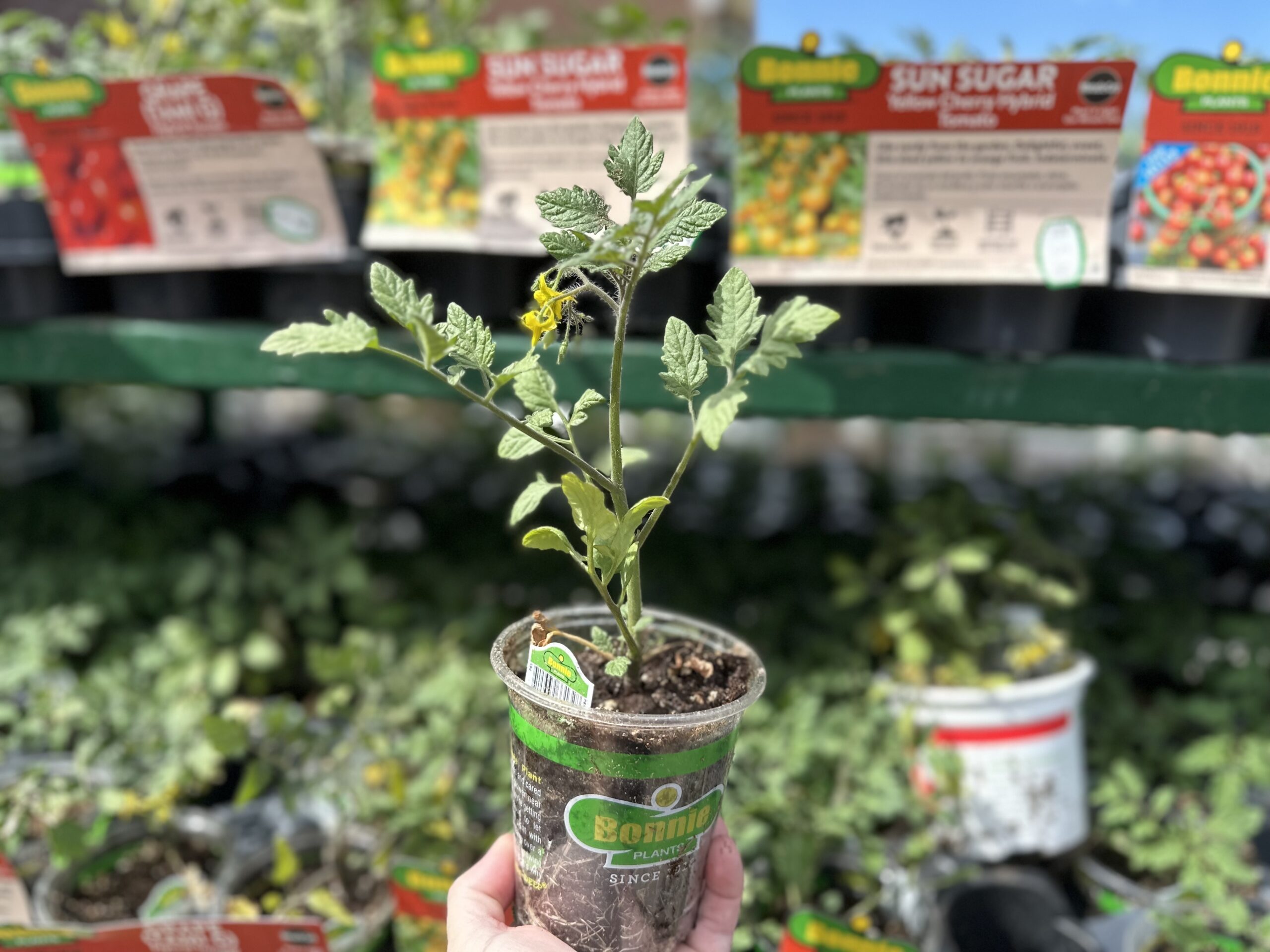 Bonnie Vegetables IMG scaled