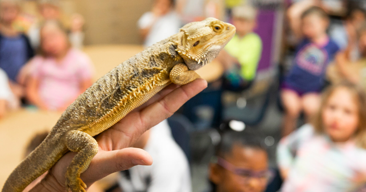 Teachers Apply for The Pets in the Classroom Grant Program The