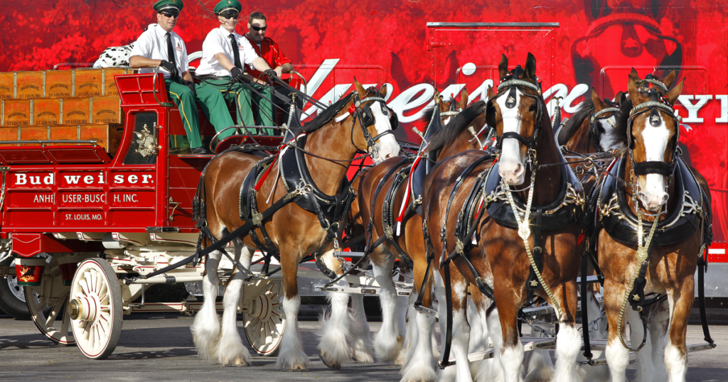 clydesdales