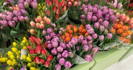 large display of colorful tulips