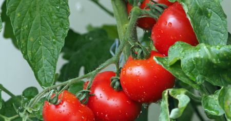 Free Tomato Garden Kit