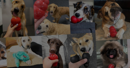 DOGTOPIA KONG’S NATIONAL PET MONTH SWEEPSTAKES