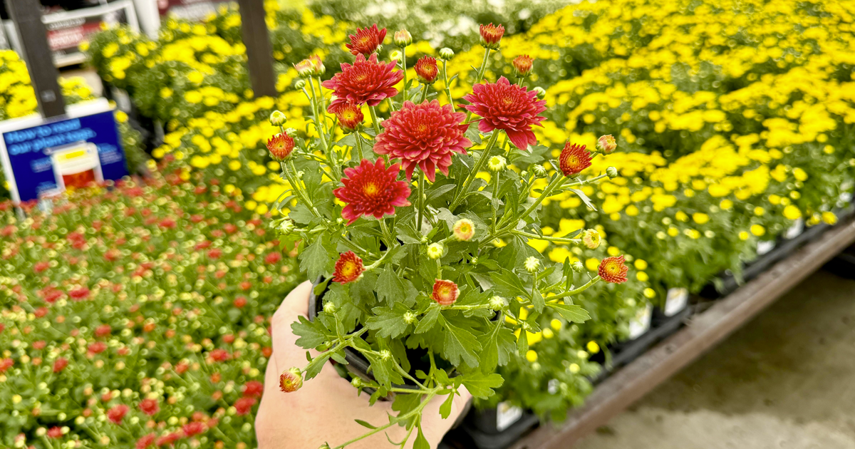 Free Member Gift at Lowe's! Get a Free Fall Flower on September 13th