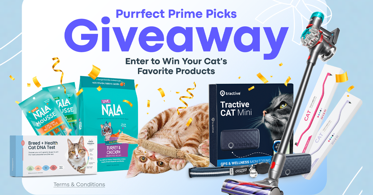 purrfect prime picks