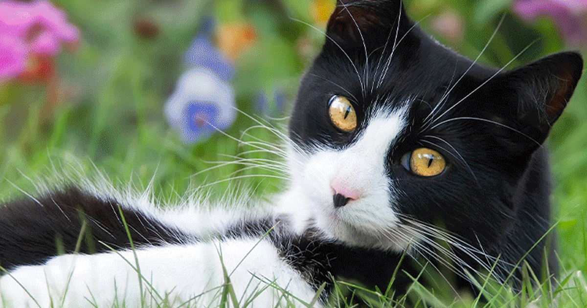 pet supplies plus cat pet supplies plus cat