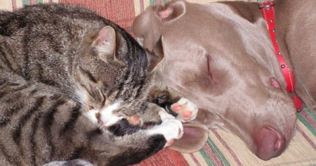 American Dog Giveaway