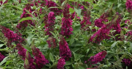 Sunshine September Fall Plant Giveaway