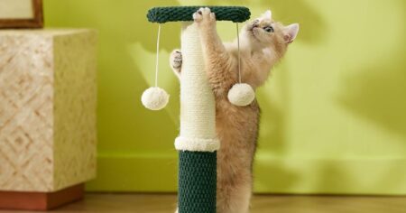 cat on a scratching post