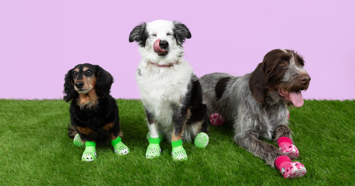 Crocs for pets