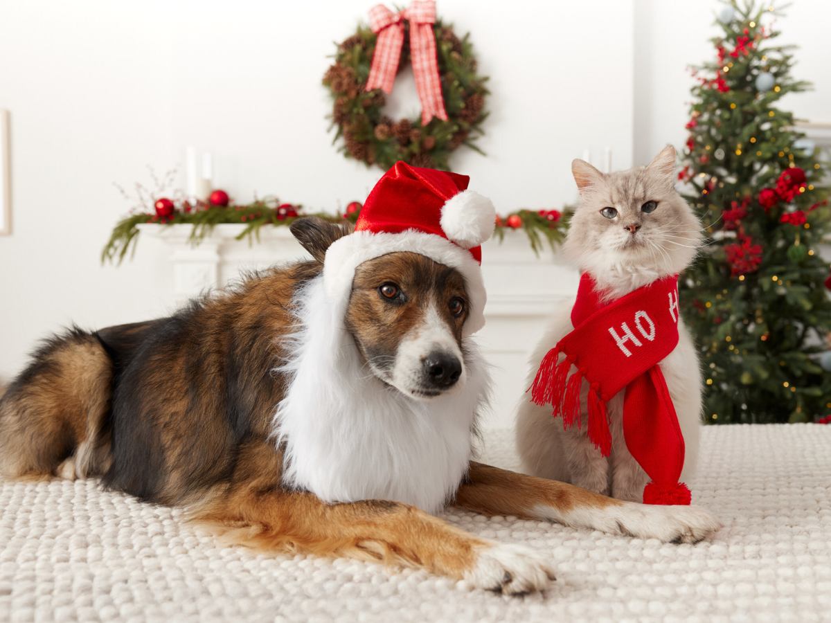Free Pet Photos with Santa at PetSmart