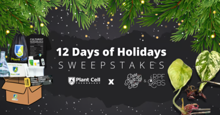 rare plants holiday sweepstakes