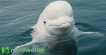 NerdWallet Look Like a Genius Fooji Contest