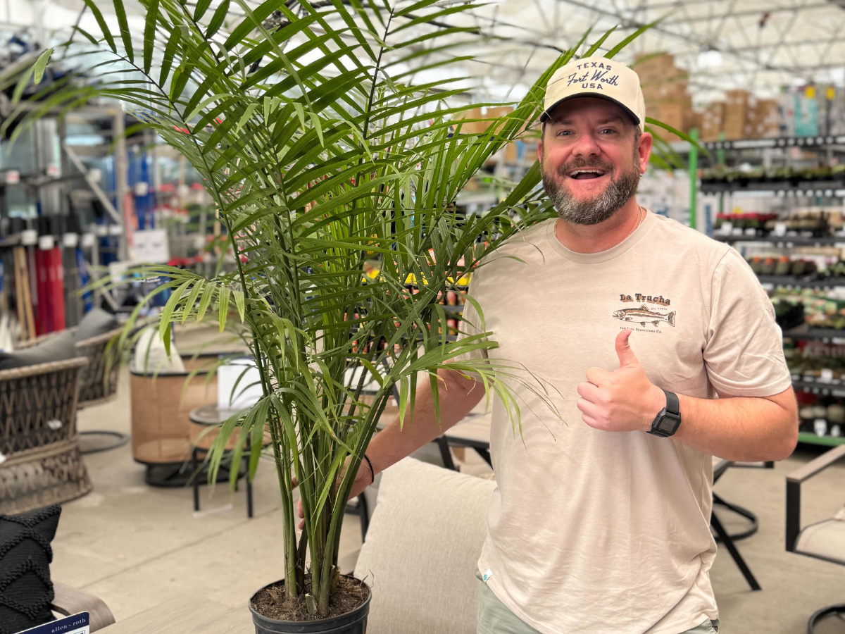 Lowes Majesty Palm Kendall