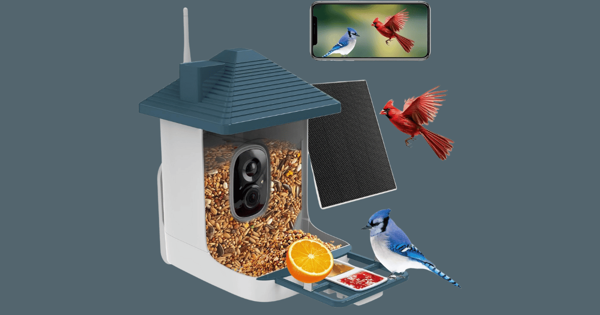 Bird Feeder Bird Feeder