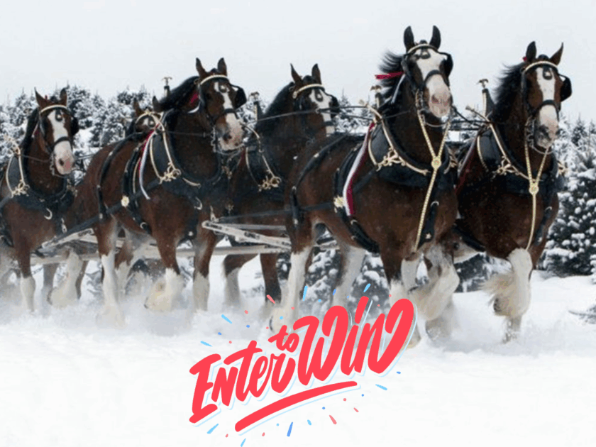 Budweiser 2025 Winter Sweepstakes