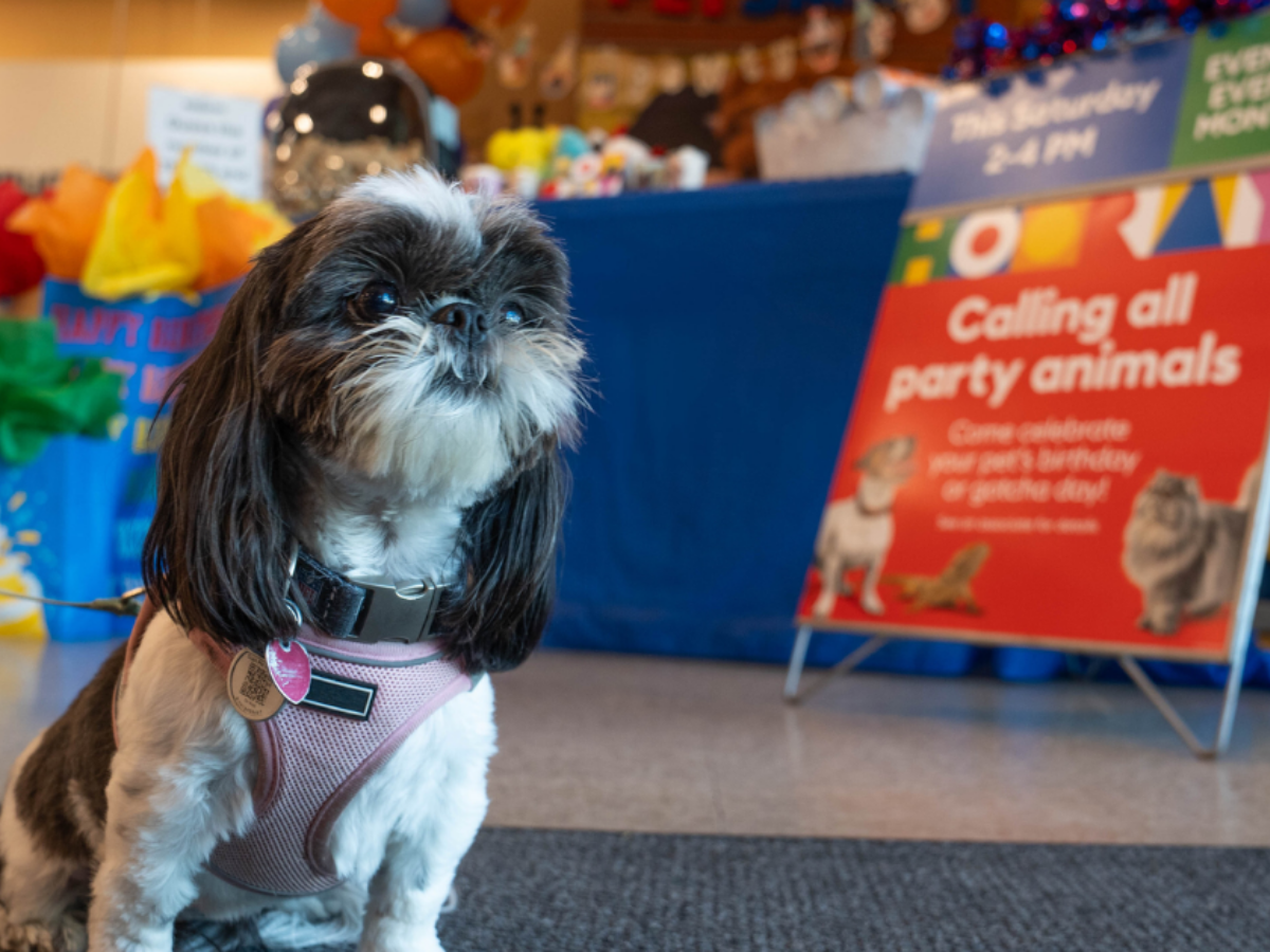 PetSmart's Birthday + Gotcha Bash