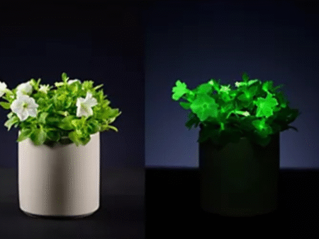 Roberta's 1-Piece Firefly Soft Glow Petunia Live Plant