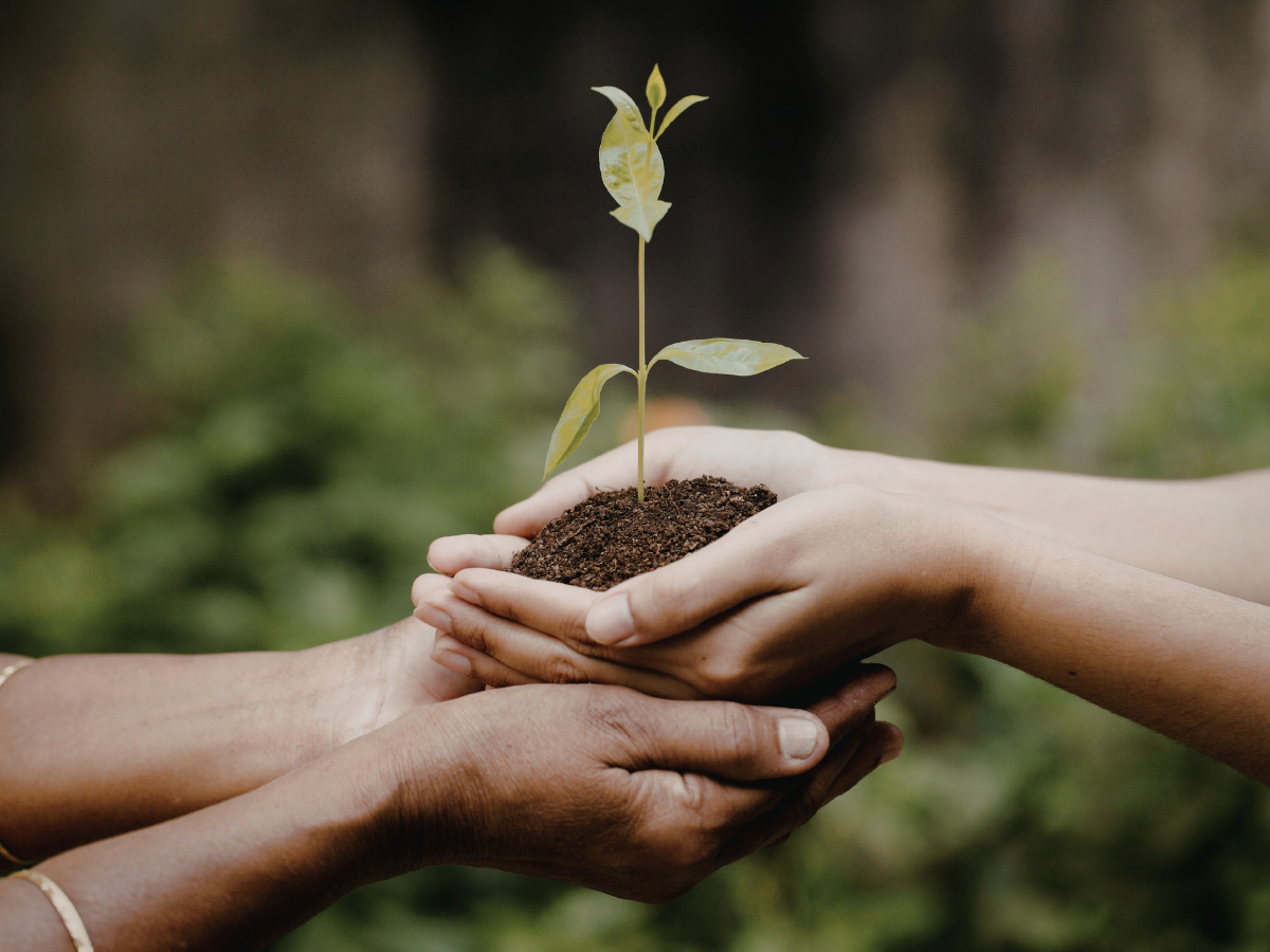 Free Tree Seedling Free Tree Seedling
