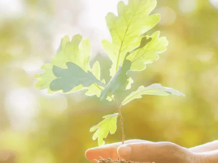 Subaru Tree Initiative