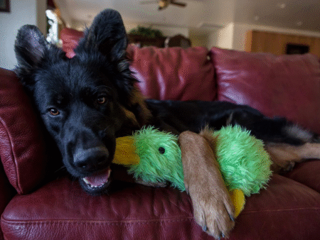 multipet duckworth toy