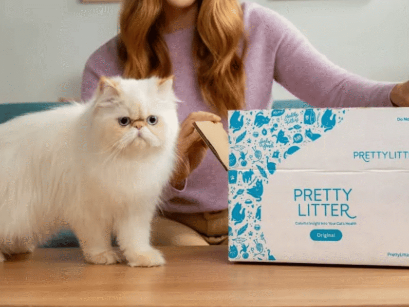 Pretty Litter Cat